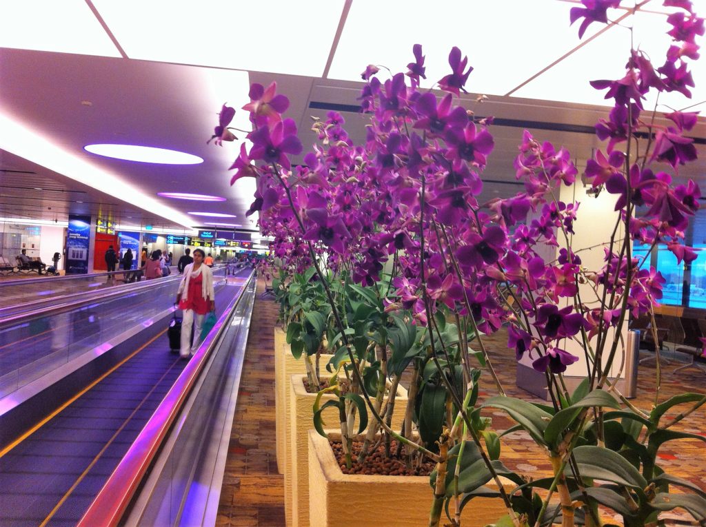 Orquídea símbolo de Singapura