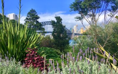 Lavender Bay – Sydney – e seu jardim secreto