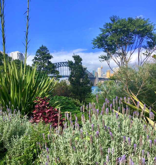 Lavender Bay – Sydney – e seu jardim secreto